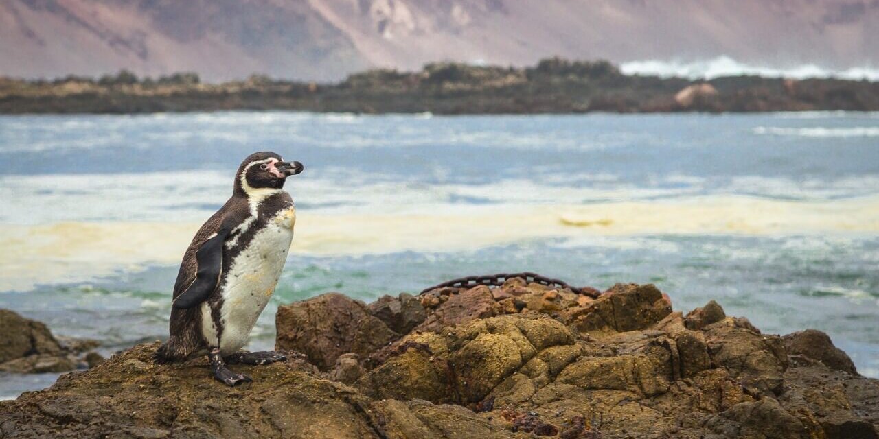 pingüino de humboldt